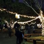 神戸公園イルミネーション点灯式を行いました